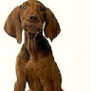 Meet your Posher, Candice